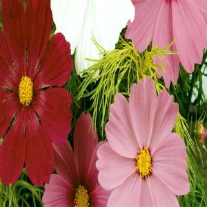 1 4225 Cosmos Sensation Mix