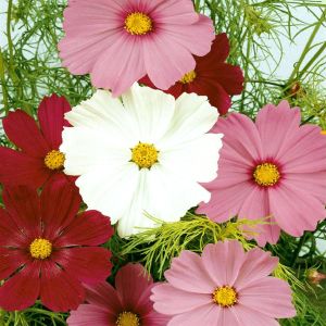 1 4225 Cosmos Sensation Mix