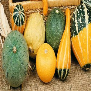 1 4230 Ornamental Gourds