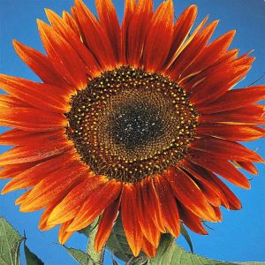 2 4340 Sunflower 'Evening Sun'