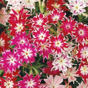 2 4645 Starphlox Twinkle