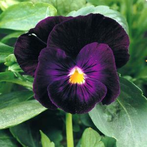 3 5170 Viola Pansy 'Berna'