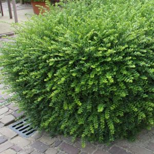 Lonicera Purple Storm