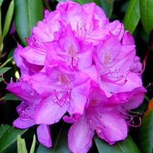 Rhododendron group 1 Roseum Elegance