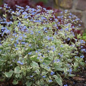 Brunnera macro Variegata 01