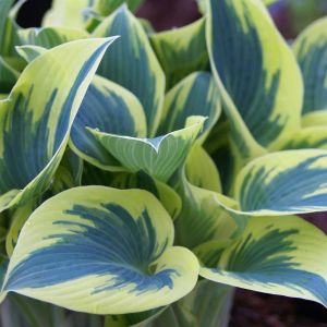 Hosta First Frost