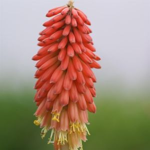 Kniphofia Nancy´s Red