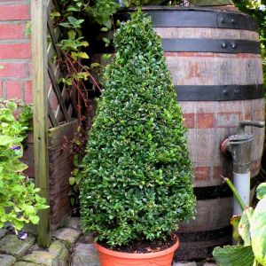 Buxus Conical 80cm