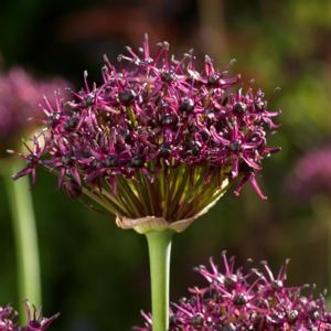 allium-atropurpureum-05