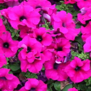 Petunia Pink