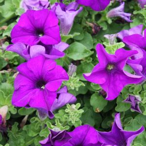 Petunia Purple