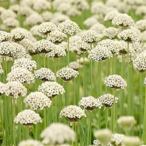 Allium Nigrum multibulbosum 044