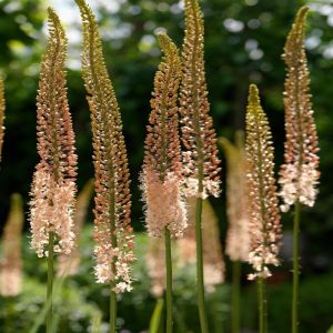 eremurus-romance-06
