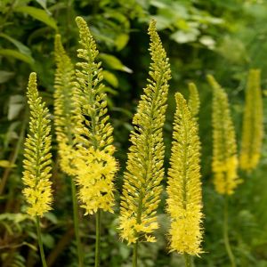 eremurus-tap-dance-07