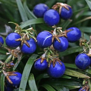 Ophiopogon japonica Minor met bes 3