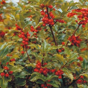 Ilex meseveae Blue Prince