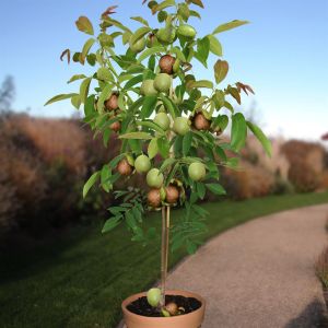 Juglans veredeld struik p27 pot v1