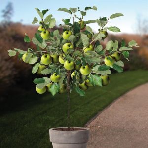 Malus d. Granny Smith pot boom v2