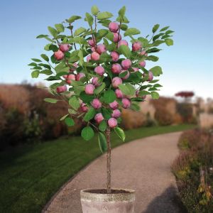 Prunus d. Opal patio boom v2