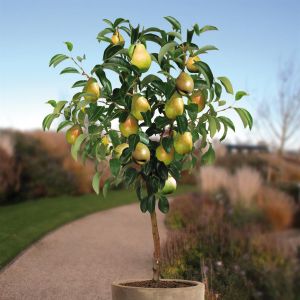 Pyrus c. Doyenne Comice boom-v1