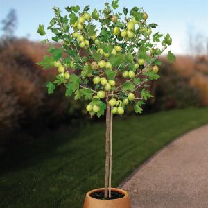 Ribes Kruisbes Hinnonmaki Grun stam pot v2