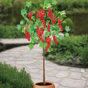 Ribes Zwart Titania stam 60 red v2