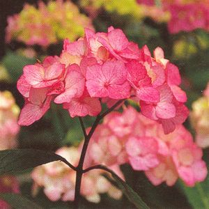 hydrangea preziosa1