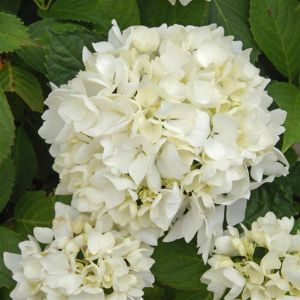 hydrangea soeur therese1