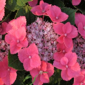 hydrangea taube