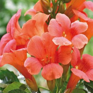 campsis madame galen