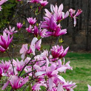 Magnolia BETTY