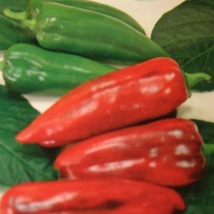 Paprika Atris F1 hybr.