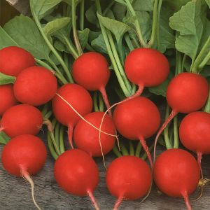 Radijs  Bel Image  - Radish Bel Image