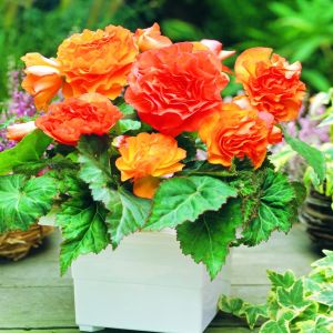 Begonia Non Stop Orange