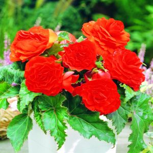 Begonia Non Stop red