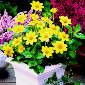 Dahlia Topmix Yellow