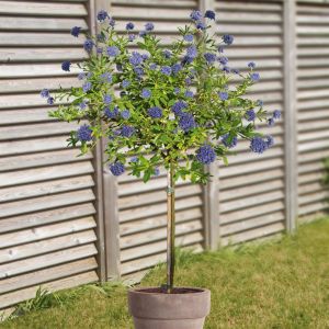 Standard Ceanothus v2