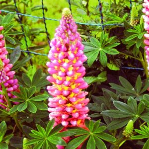 Lupine Pink