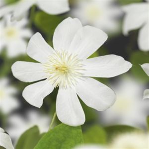 Clematis patens Wada's Primrose
