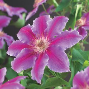 Clematis patens Dr. Ruppel