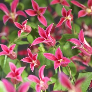 Clematis tex. Princess Diana