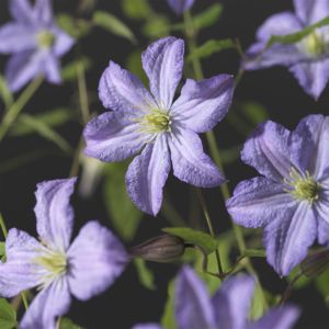 Clematis Prince Charles