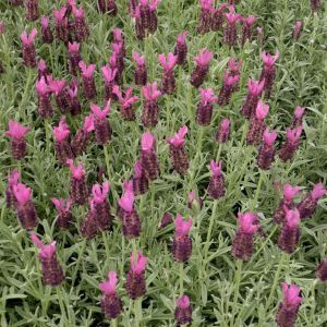 Lavandula stoechas Blue white