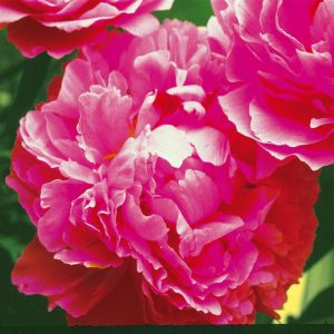 Paeonia Edulis Superba vers 2
