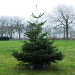 Abies Nordmanianna125 150