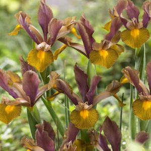 Dutch Iris Eye of the Tiger