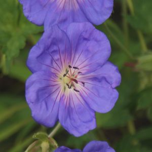 Geranium Rozanne