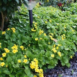 Walsteinia ternata 2