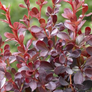 Berberis thunbergii Dart's Red Lady