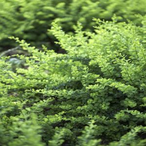 Berberis thunbergii Green Carpet
